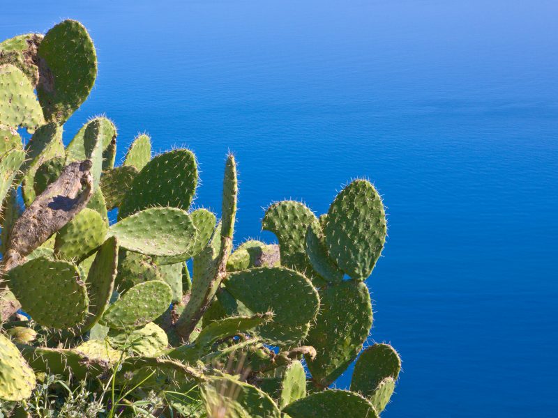 Sicilië cactus